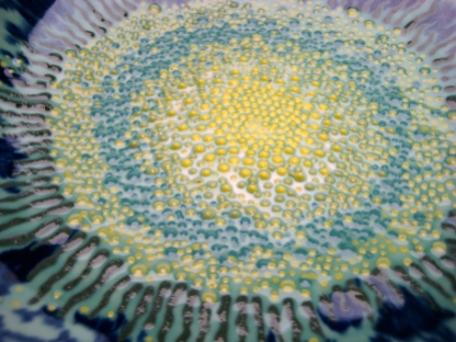 petal bowl 2 - center detail